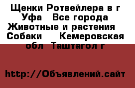 Щенки Ротвейлера в г.Уфа - Все города Животные и растения » Собаки   . Кемеровская обл.,Таштагол г.